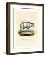 Syrian Brown Bear-null-Framed Giclee Print