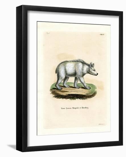 Syrian Brown Bear-null-Framed Giclee Print