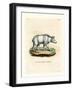 Syrian Brown Bear-null-Framed Giclee Print