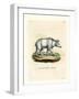 Syrian Brown Bear-null-Framed Giclee Print