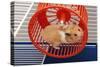 Syrian Hamster Running in Hamster Wheel-null-Stretched Canvas