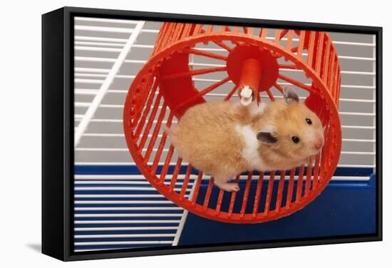 Syrian Hamster Running in Hamster Wheel-null-Framed Stretched Canvas