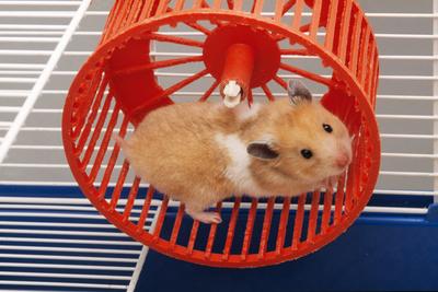 Syrian Hamster Running in Hamster Wheel' Photographic Print | AllPosters.com