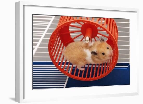 Syrian Hamster Running in Hamster Wheel-null-Framed Photographic Print