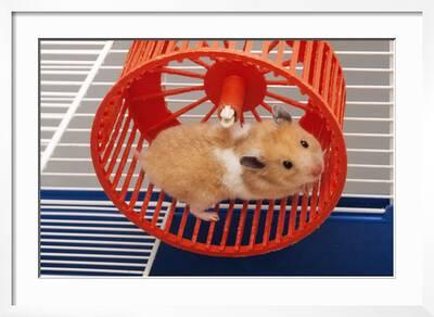 syrian hamster for sale bristol
