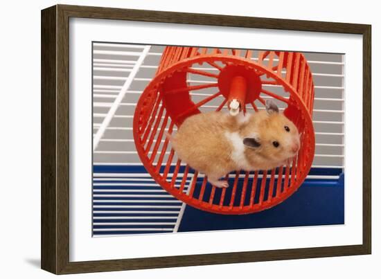 Syrian Hamster Running in Hamster Wheel-null-Framed Photographic Print