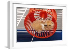 Syrian Hamster Running in Hamster Wheel-null-Framed Photographic Print