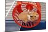 Syrian Hamster Running in Hamster Wheel-null-Mounted Photographic Print