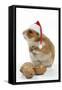 Syrian Hamster with Walnuts and Christmas Hats-null-Framed Stretched Canvas