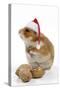 Syrian Hamster with Walnuts and Christmas Hats-null-Stretched Canvas