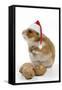 Syrian Hamster with Walnuts and Christmas Hats-null-Framed Stretched Canvas