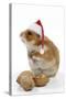 Syrian Hamster with Walnuts and Christmas Hats-null-Stretched Canvas