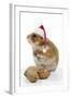 Syrian Hamster with Walnuts and Christmas Hats-null-Framed Photographic Print