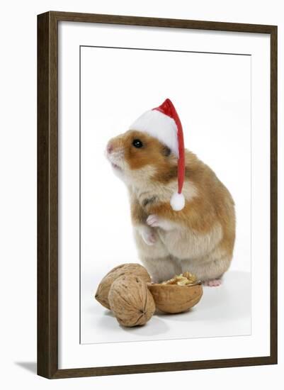 Syrian Hamster with Walnuts and Christmas Hats-null-Framed Photographic Print