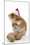 Syrian Hamster with Walnuts and Christmas Hats-null-Mounted Photographic Print