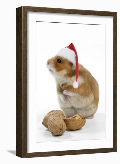 Syrian Hamster with Walnuts and Christmas Hats-null-Framed Photographic Print