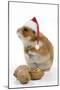 Syrian Hamster with Walnuts and Christmas Hats-null-Mounted Photographic Print