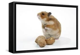 Syrian Hamster with Walnuts-null-Framed Stretched Canvas