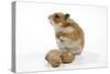 Syrian Hamster with Walnuts-null-Stretched Canvas