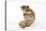 Syrian Hamster with Walnuts-null-Stretched Canvas