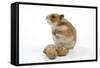 Syrian Hamster with Walnuts-null-Framed Stretched Canvas