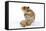 Syrian Hamster with Walnuts-null-Framed Stretched Canvas