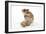 Syrian Hamster with Walnuts-null-Framed Photographic Print