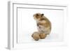 Syrian Hamster with Walnuts-null-Framed Photographic Print