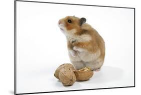 Syrian Hamster with Walnuts-null-Mounted Photographic Print