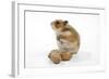 Syrian Hamster with Walnuts-null-Framed Photographic Print