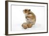 Syrian Hamster with Walnuts-null-Framed Photographic Print