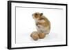 Syrian Hamster with Walnuts-null-Framed Photographic Print