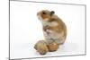 Syrian Hamster with Walnuts-null-Mounted Photographic Print