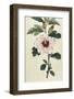 Syrian Hibiscus or Althaea Fruter-William Curtis-Framed Photographic Print