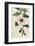 Syrian Hibiscus or Althaea Fruter-William Curtis-Framed Photographic Print