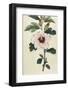 Syrian Hibiscus or Althaea Fruter-William Curtis-Framed Photographic Print