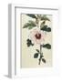 Syrian Hibiscus or Althaea Fruter-William Curtis-Framed Photographic Print