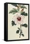 Syrian Hibiscus or Althaea Fruter-William Curtis-Framed Stretched Canvas