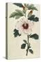 Syrian Hibiscus or Althaea Fruter-William Curtis-Stretched Canvas