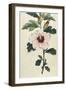 Syrian Hibiscus or Althaea Fruter-William Curtis-Framed Photographic Print