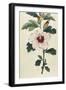 Syrian Hibiscus or Althaea Fruter-William Curtis-Framed Photographic Print