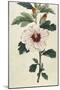 Syrian Hibiscus or Althaea Fruter-William Curtis-Mounted Photographic Print