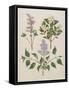 Syringa Persica, Philadelphus Coronarius And Syringa Vulgaris From Album Gottorfer Codex, c.1650-Hans Simon Holtzbecher-Framed Stretched Canvas