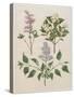 Syringa Persica, Philadelphus Coronarius And Syringa Vulgaris From Album Gottorfer Codex, c.1650-Hans Simon Holtzbecher-Stretched Canvas