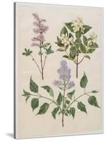 Syringa Persica, Philadelphus Coronarius And Syringa Vulgaris From Album Gottorfer Codex, c.1650-Hans Simon Holtzbecher-Stretched Canvas