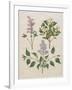 Syringa Persica, Philadelphus Coronarius And Syringa Vulgaris From Album Gottorfer Codex, c.1650-Hans Simon Holtzbecher-Framed Giclee Print