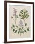 Syringa Persica, Philadelphus Coronarius And Syringa Vulgaris From Album Gottorfer Codex, c.1650-Hans Simon Holtzbecher-Framed Giclee Print