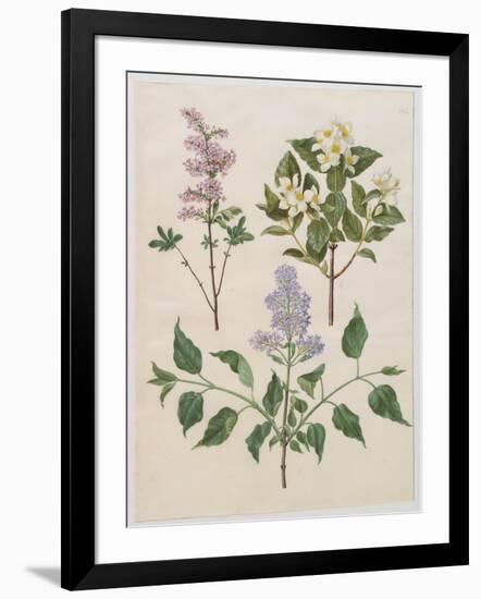 Syringa Persica, Philadelphus Coronarius And Syringa Vulgaris From Album Gottorfer Codex, c.1650-Hans Simon Holtzbecher-Framed Giclee Print