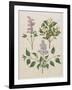 Syringa Persica, Philadelphus Coronarius And Syringa Vulgaris From Album Gottorfer Codex, c.1650-Hans Simon Holtzbecher-Framed Giclee Print