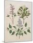 Syringa Persica, Philadelphus Coronarius And Syringa Vulgaris From Album Gottorfer Codex, c.1650-Hans Simon Holtzbecher-Mounted Giclee Print